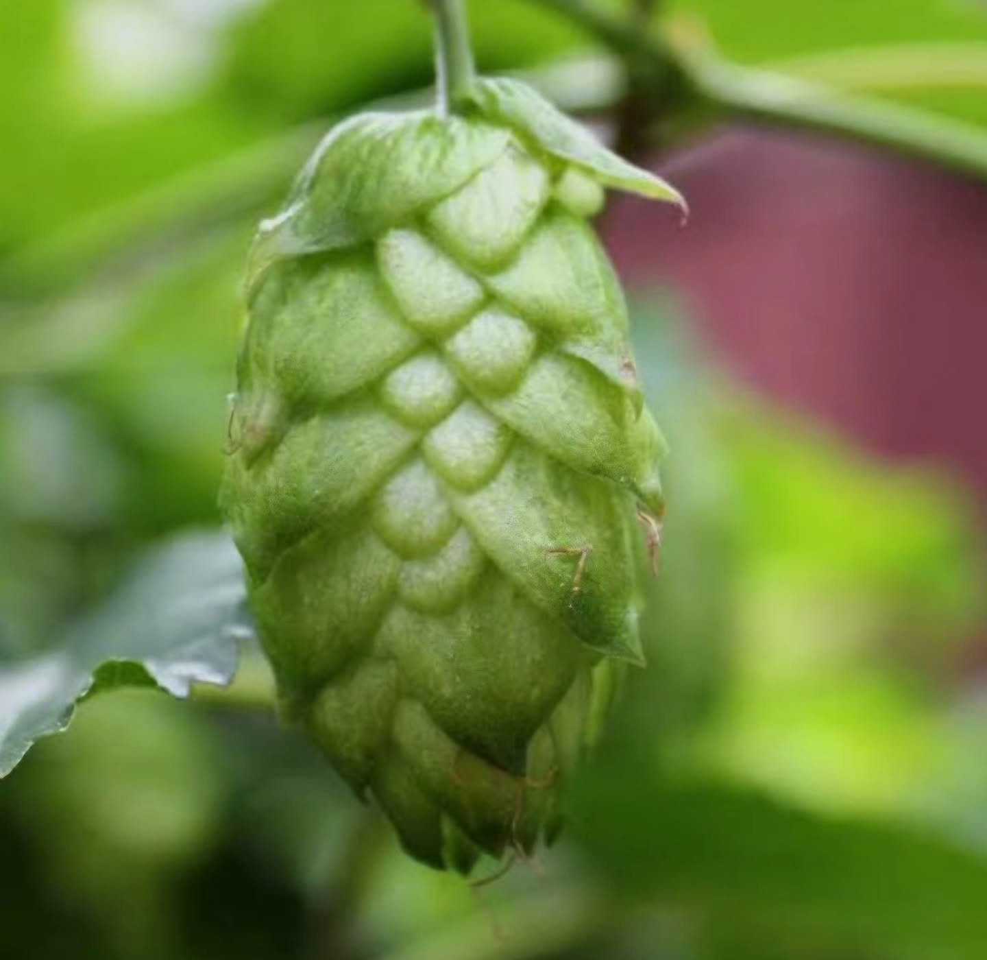 Today, we'd like to celebrate the Citra hop, one of the most popular and versatile varieties in the world! 🍺

Introduced to the beer world in 2008 by the Hop Breeding Company, it's a cross between Hallertauer Mittelfr&uuml;h and a U.S. Tettnang. It 