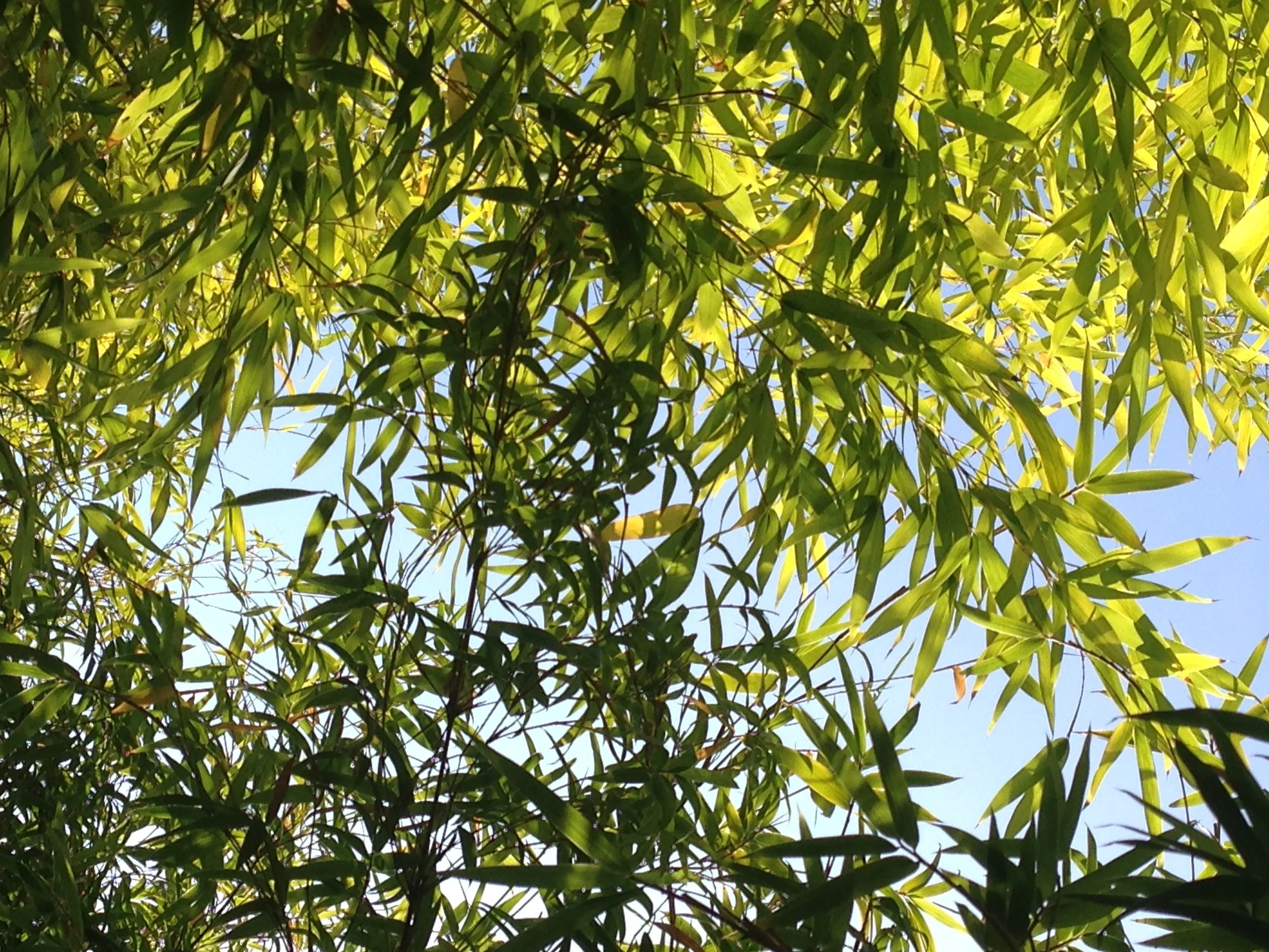 leaves.jpg