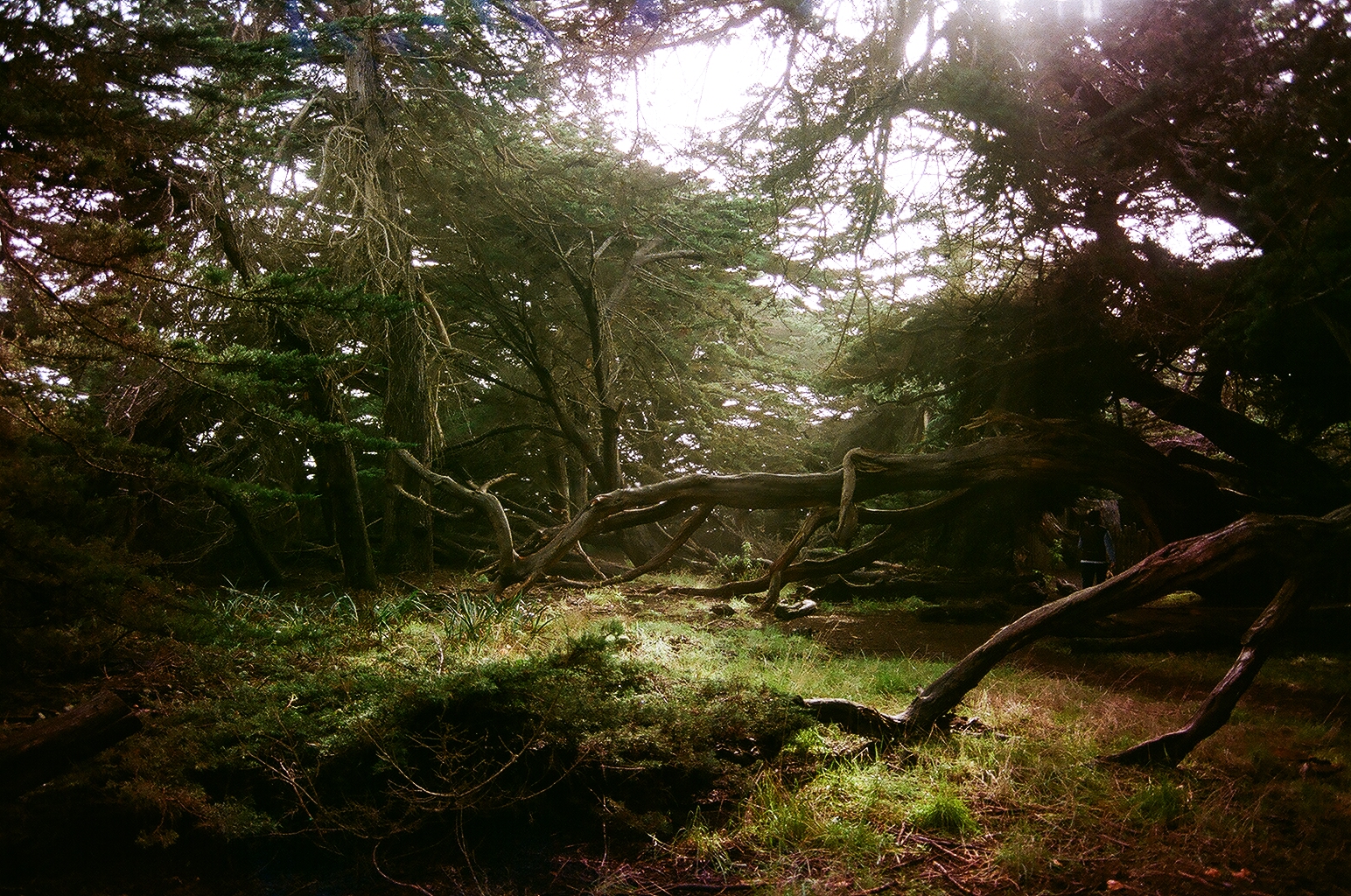 Forest Floor, Gualala CA