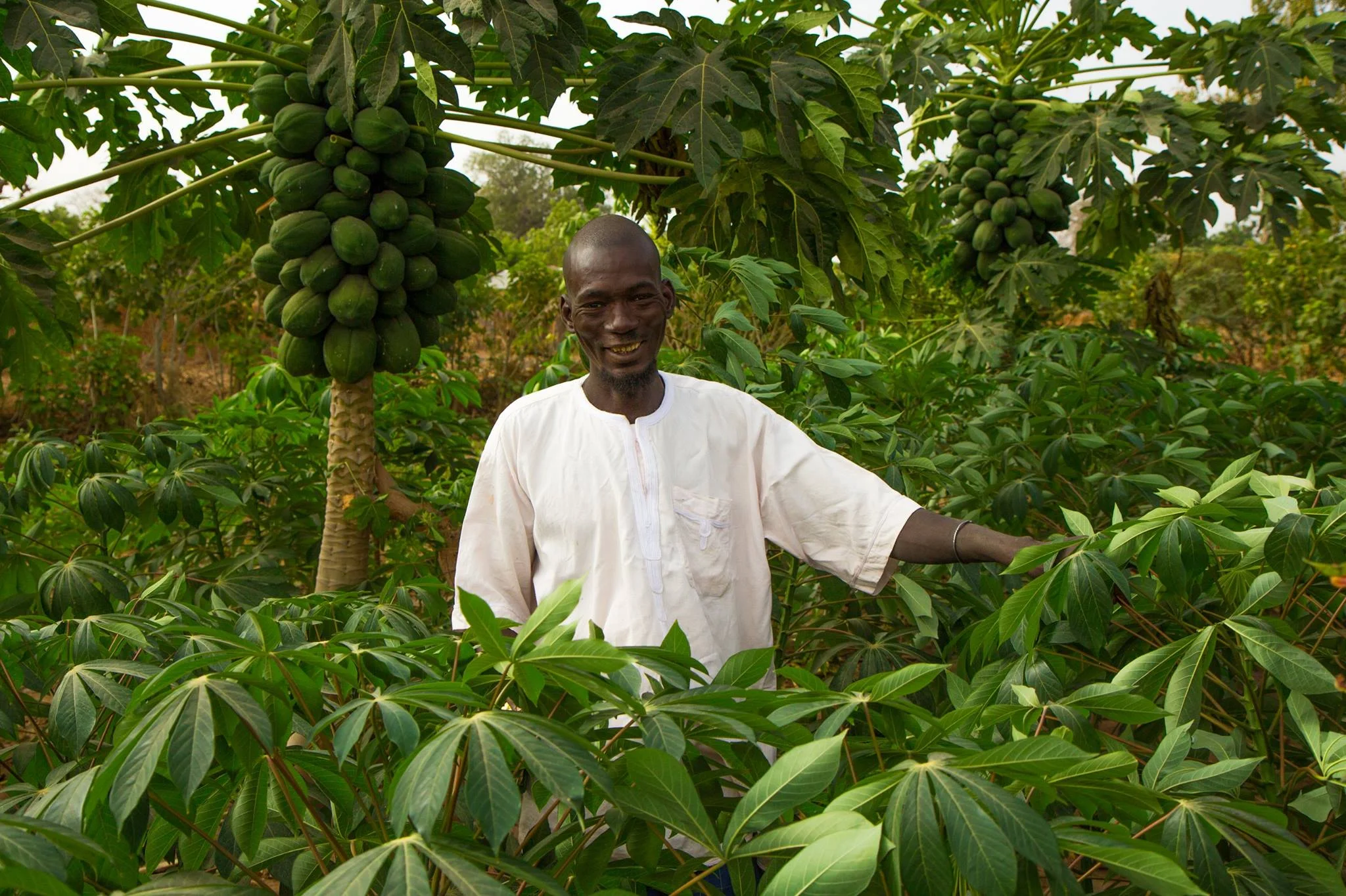 Malik’s source of income was supposed to be peanut farming, but there were many peanut farmers in Senegal competing for the sales, and peanuts are tough on the land, year by year diminishing yields. Nowadays, he has a forest garden with 13 new species of trees, whose products earned him five times the amount of money in 2014 that a peanut farm of the same size would.
