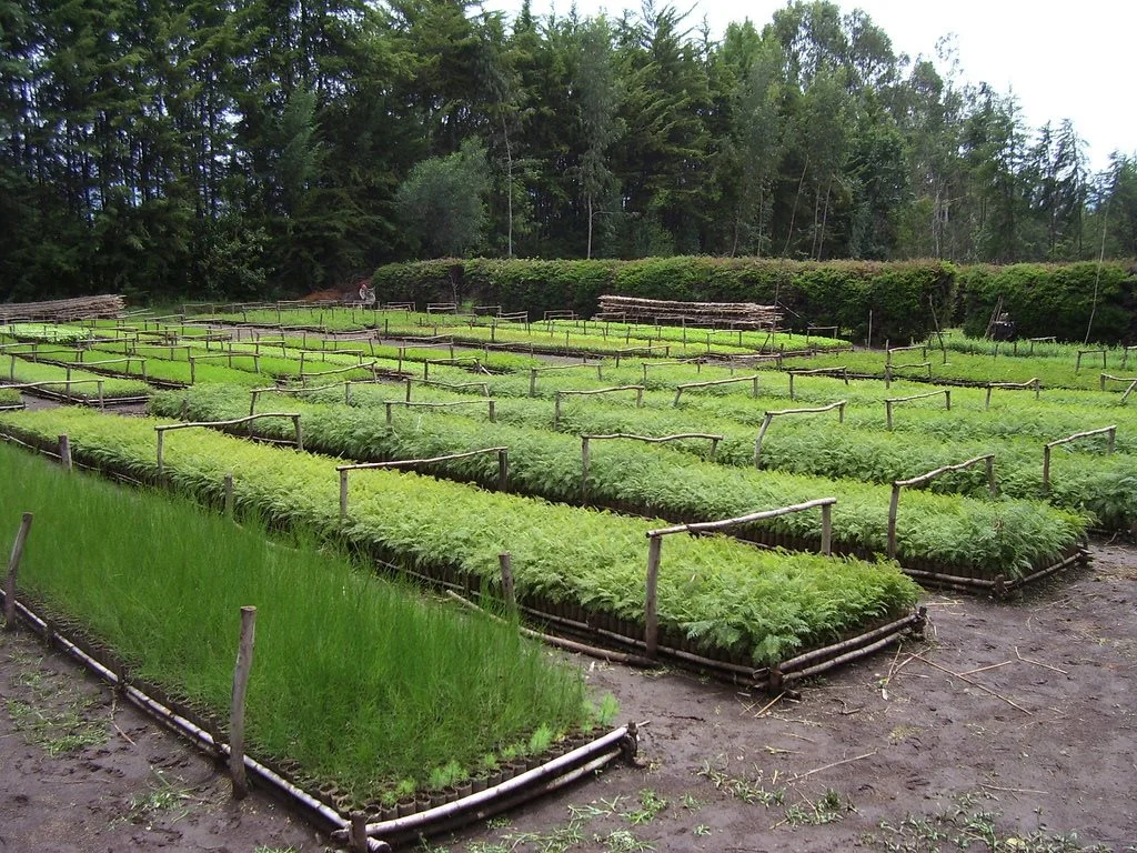 This seedling nursery in Konso, Ethiopia is growing a variety of trees that will be useful for the forest garden, either providing fruit, fodder, or contributing to the living fence.