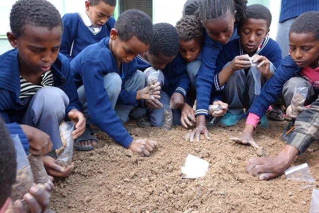 The Environment Club, along with other kids who want to help out, fill poly pots with soil and seeds. In establishing a nursery for their school, the Chaffee Primary School in Addis Ababa, Ethiopia, these children learn just what good some trees can do.ub, along with other kids who want to help out, fill poly pots with soil and seeds. In establishing a nursery for their school, the Chaffee Primary School in Addis Ababa, Ethiopia, these children learn just what good some trees can do.
