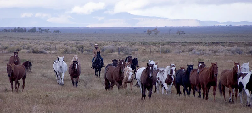 A wrangler bringing the horses in for the Zapata Ranch guests.