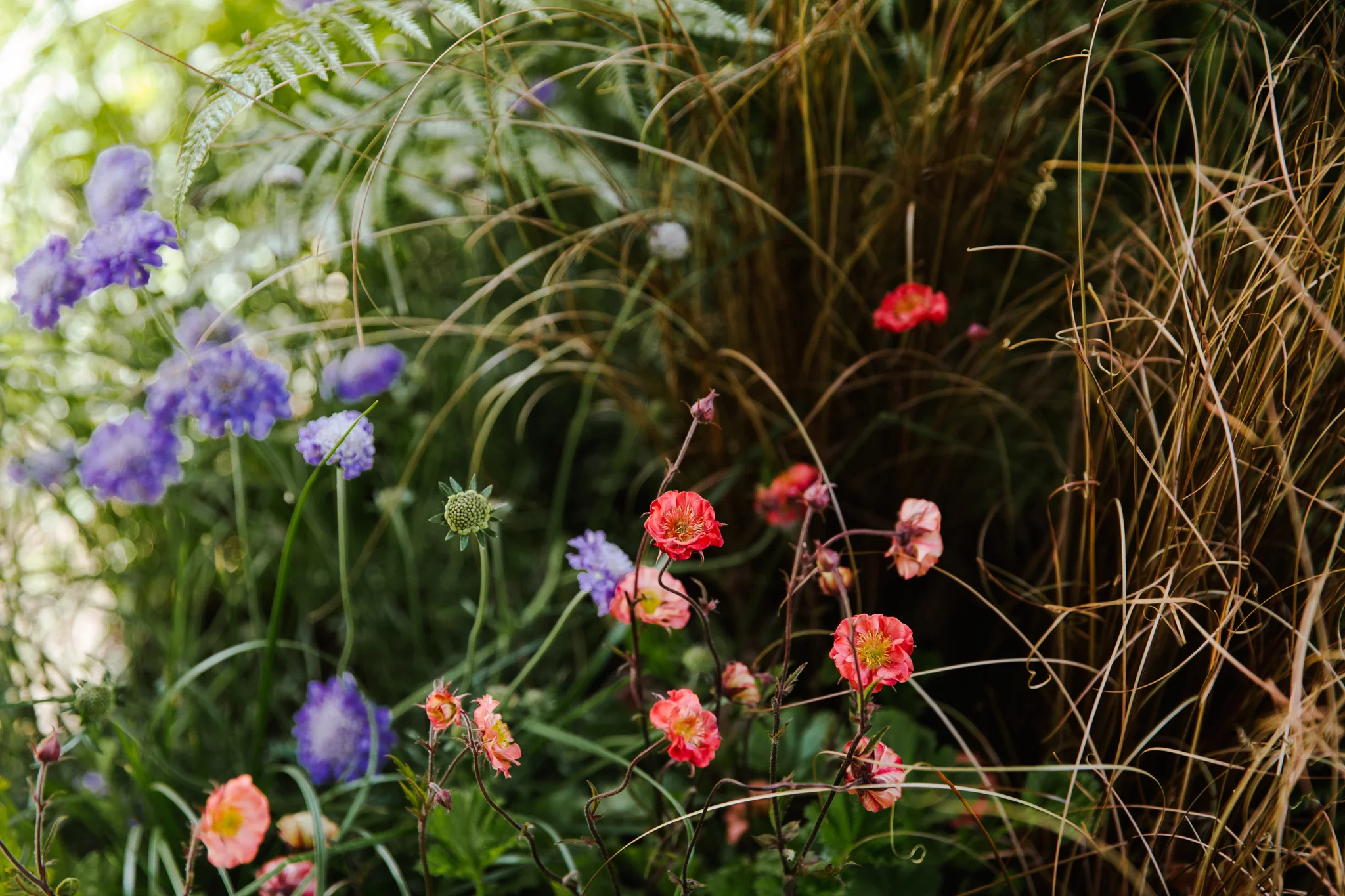 RHS CHELSEA FLOWER SHOW