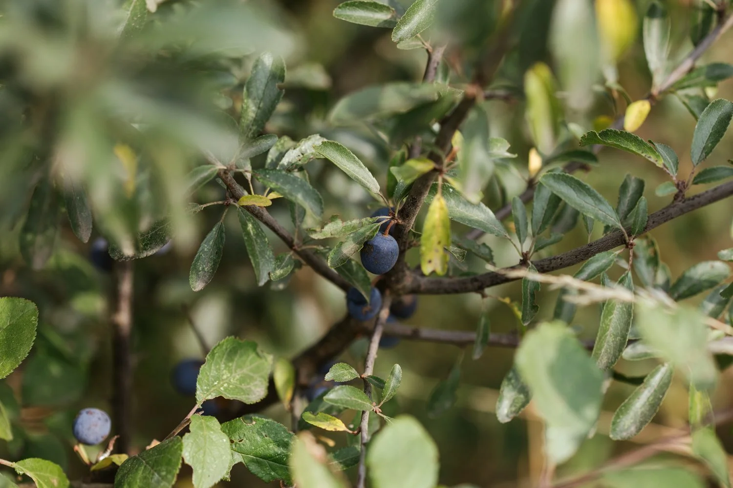 SLOEMOTION DISTILLERY FOR ASDA MAGAZINE