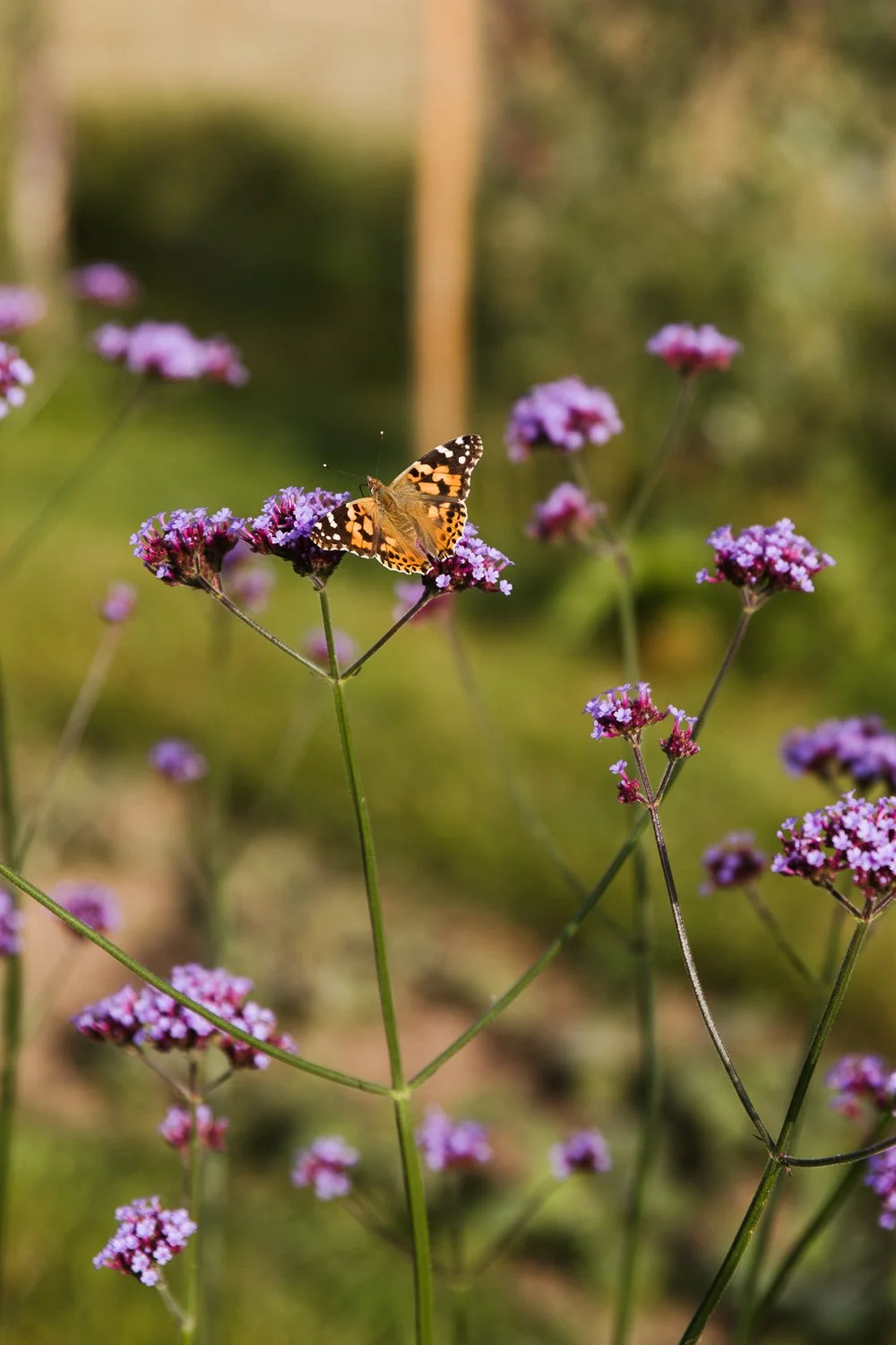 Garden-Growers_Joanne-Crawford-Photographer_Yorkshire-Leeds-58.jpg