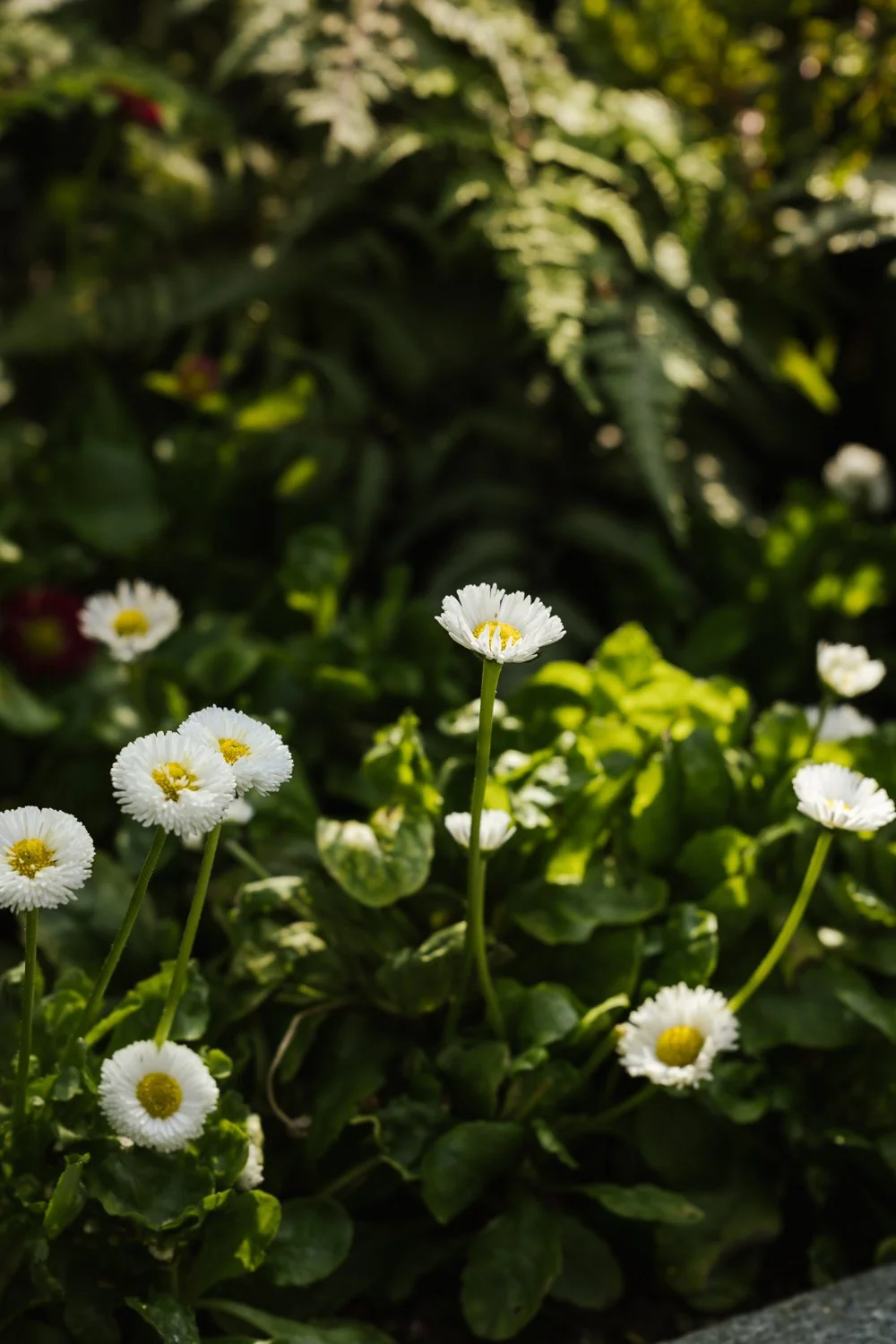 Garden-Growers_Joanne-Crawford-Photographer_Yorkshire-Leeds-33.jpg