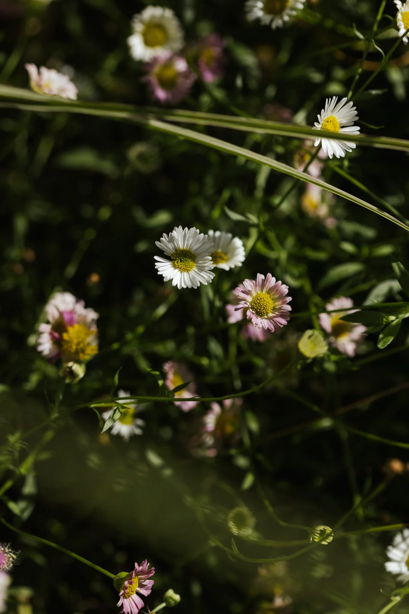 AlistairWBaldwin-Richmond-garden_Joanne-Crawford-214.jpg