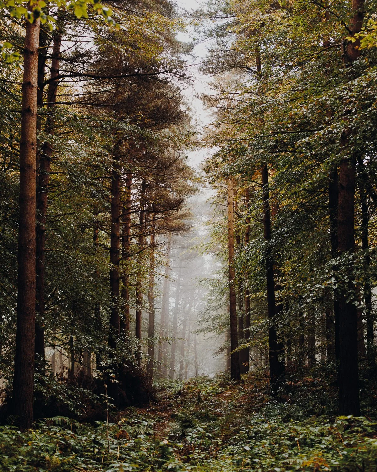 Joanne-Crawford_Landscapes7.jpg