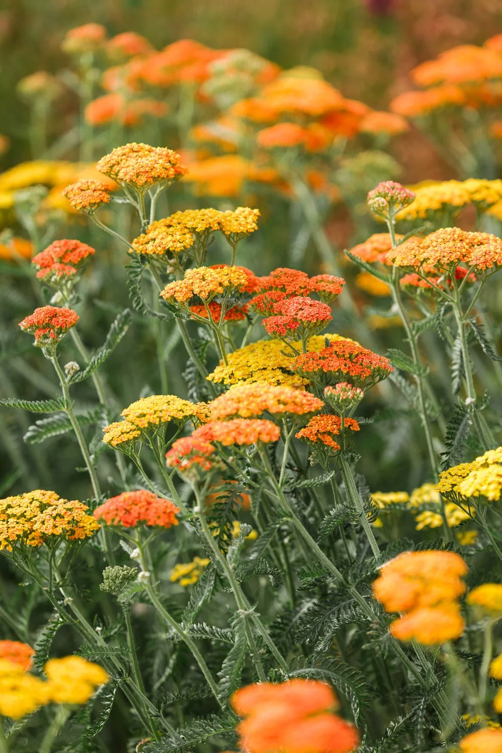 Garden-Growers_Joanne-Crawford-Photographer_Yorkshire-Leeds-6.jpg