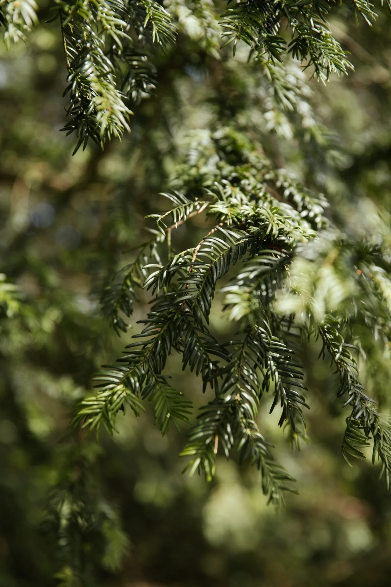 Rooted-April-2022_Joanne-Crawford-101.jpg