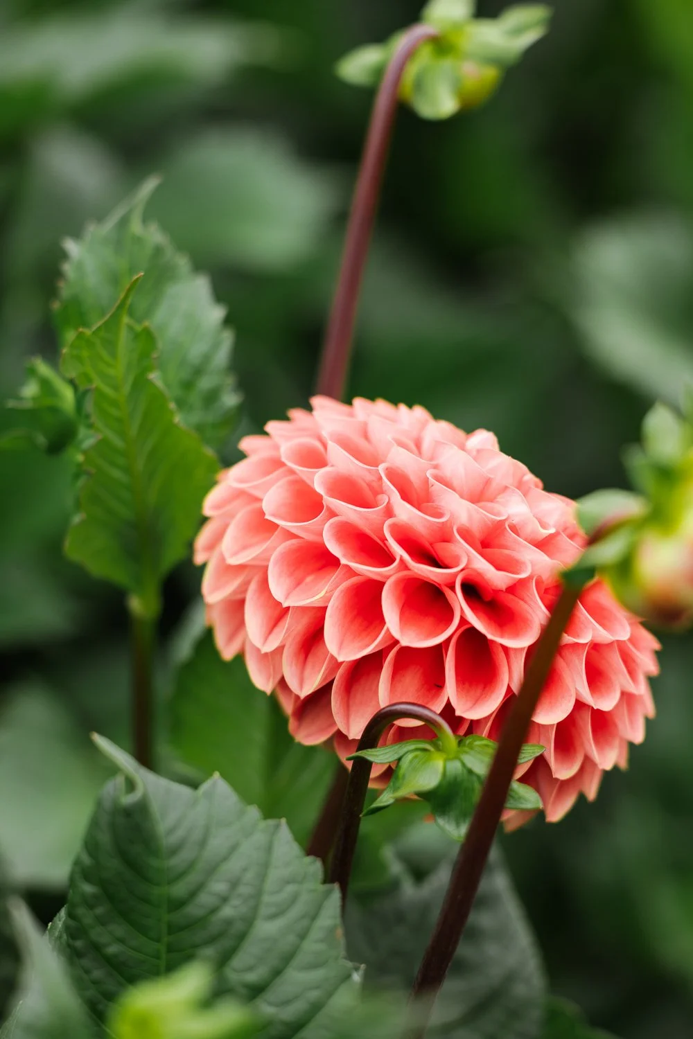 Garden-Growers_Joanne-Crawford-Photographer_Yorkshire-Leeds-9.jpg