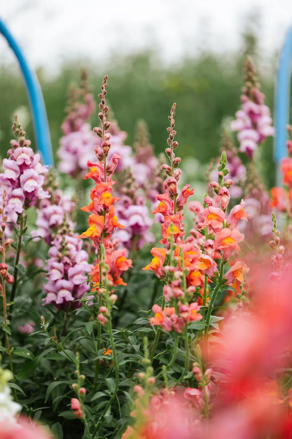 Garden-Growers_Joanne-Crawford-Photographer_Yorkshire-Leeds-8.jpg