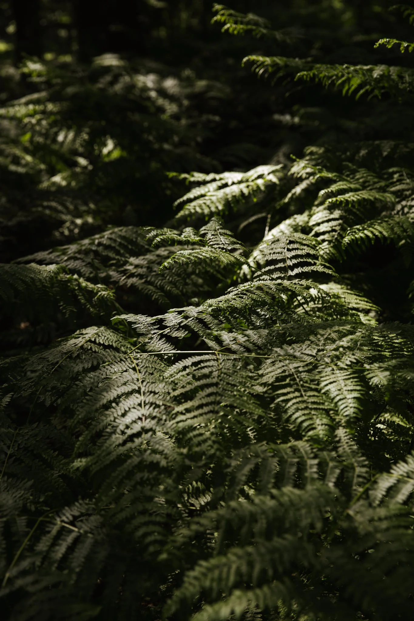 Rooted-Joanne_Crawford-1140.JPG