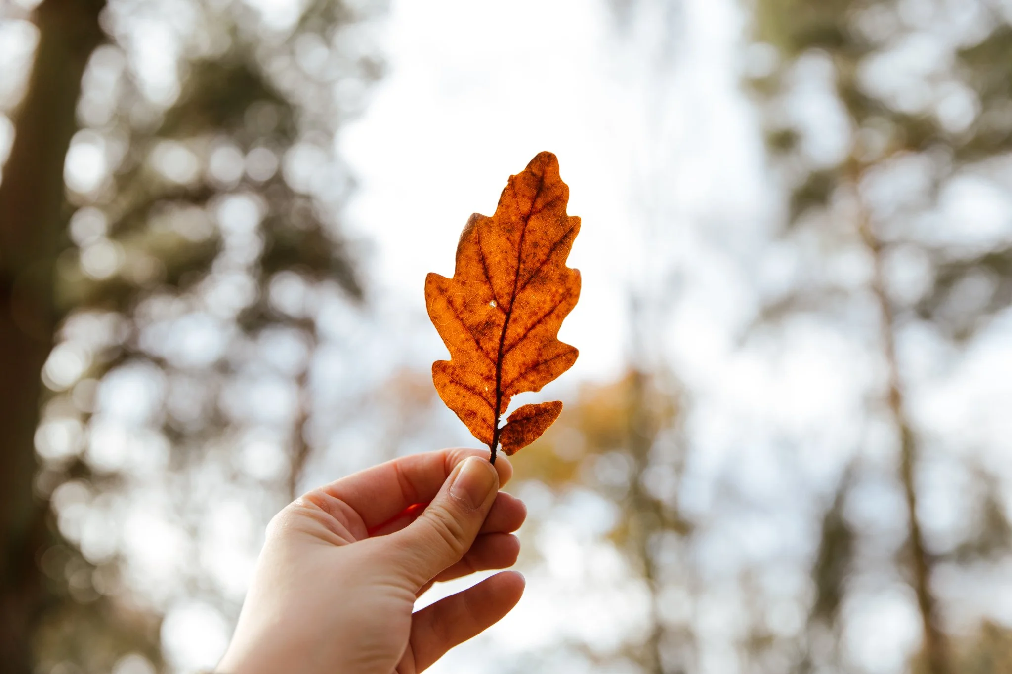 Rooted-Autumn-2019-27.JPG