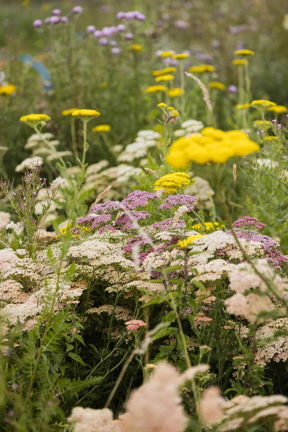 Garden-Growers_Joanne-Crawford-Photographer_Yorkshire-Leeds-13.jpg