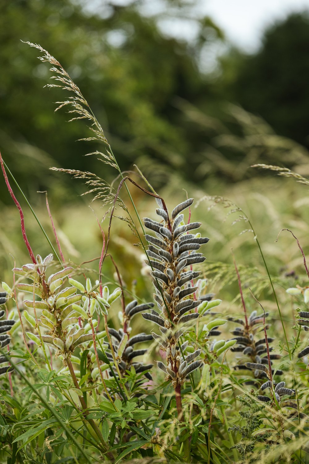 Garden-Growers_Joanne-Crawford-Photographer_Yorkshire-Leeds-15.jpg