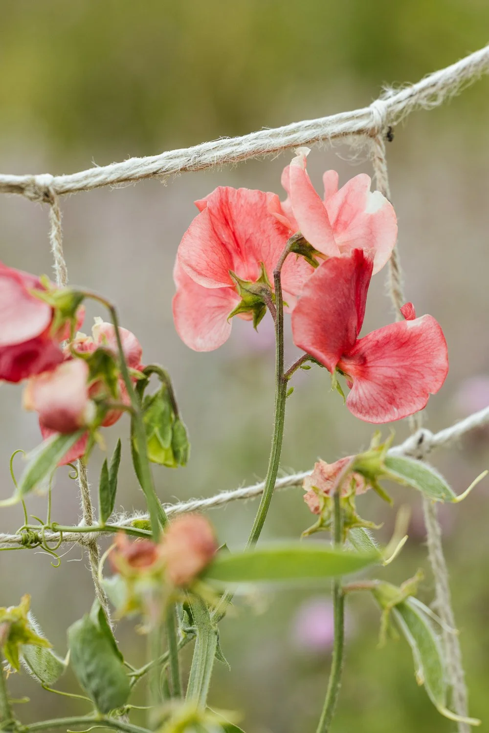 Garden-Growers_Joanne-Crawford-Photographer_Yorkshire-Leeds-16.jpg