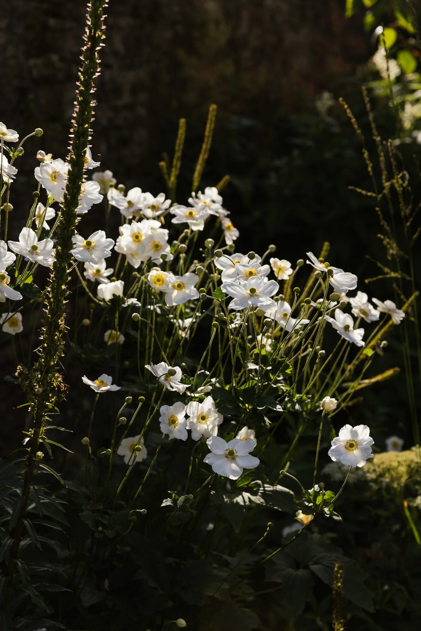 AlistairWBaldwin-Richmond-garden_Joanne-Crawford-332.jpg
