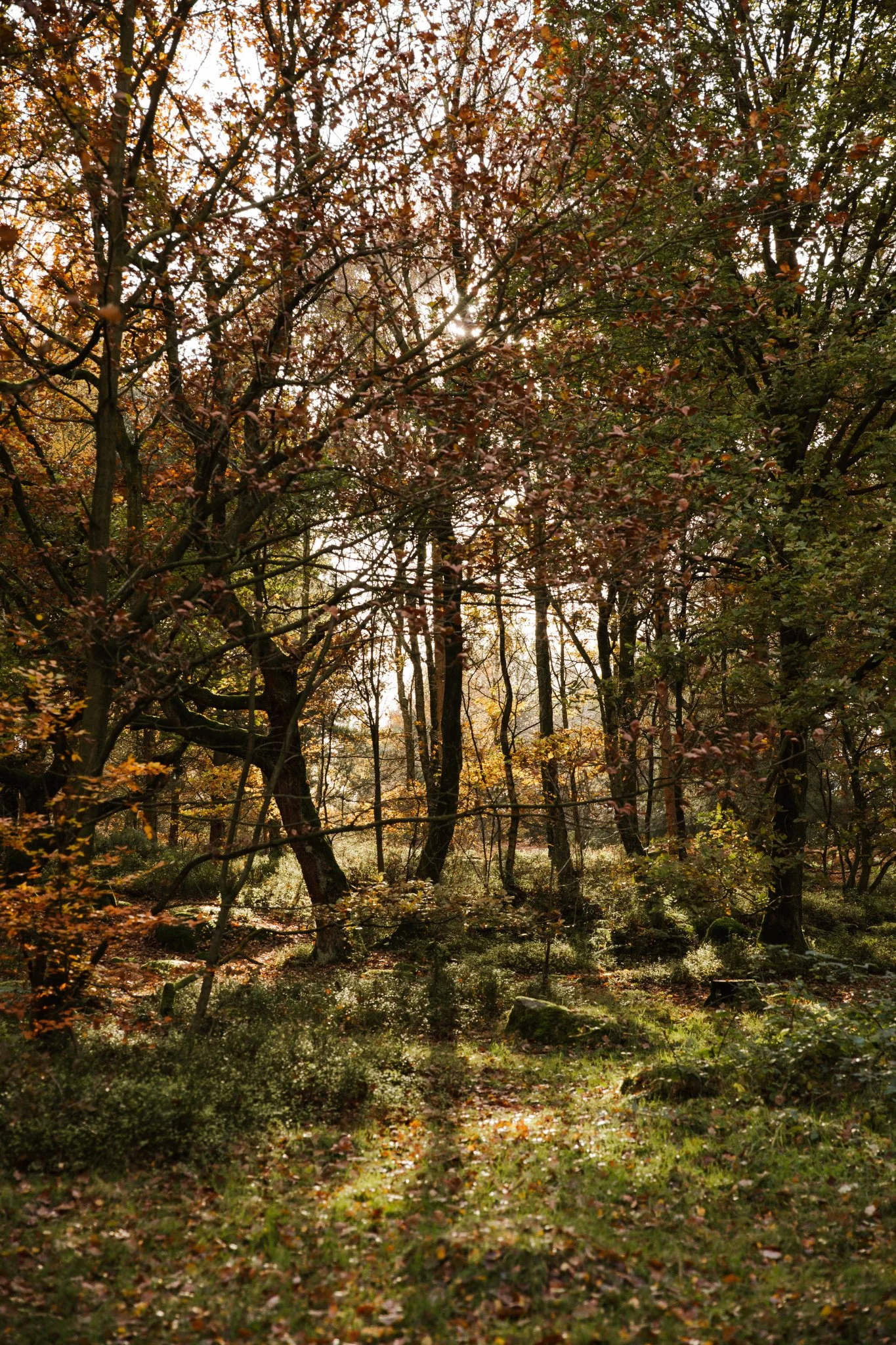 Rooted-Autumn-2019-126.JPG