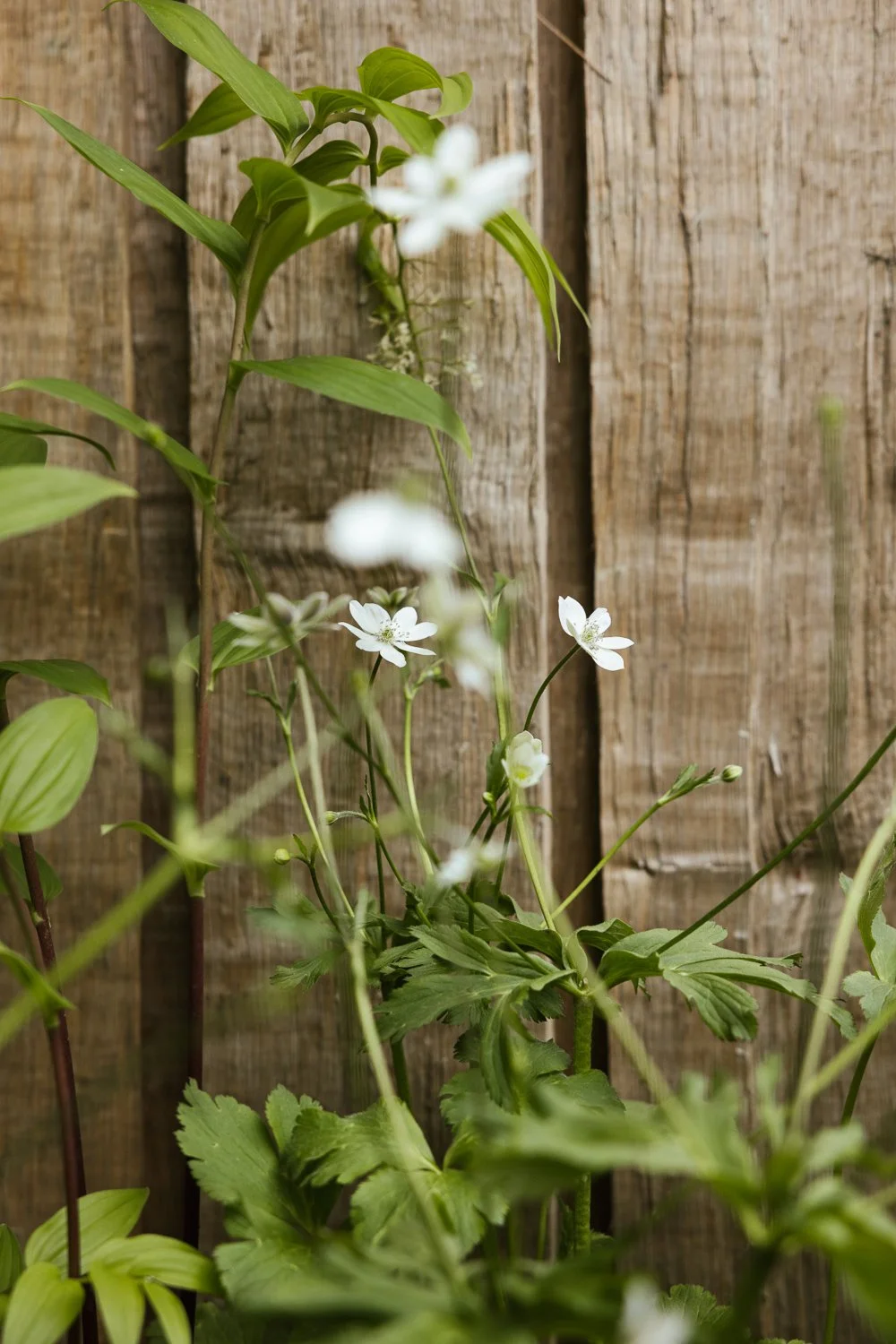 Garden-Growers_Joanne-Crawford-Photographer_Yorkshire-Leeds-41.jpg