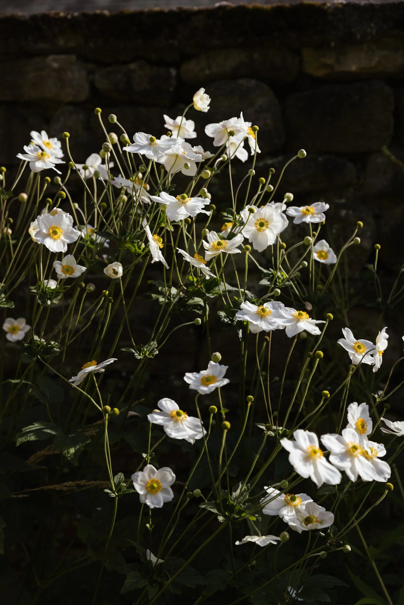 AlistairWBaldwin-Richmond-garden_Joanne-Crawford-180.jpg