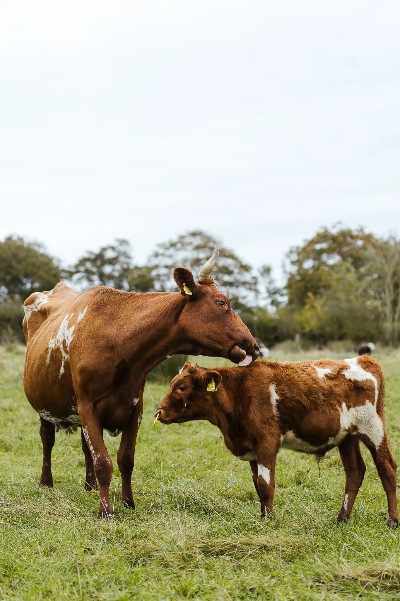 Mossgiel-Farm_Country-Living_Joanne-Crawford-Photographer_Leeds-Yorkshire_Editorial_Lifestyle_Portrait-21.jpg