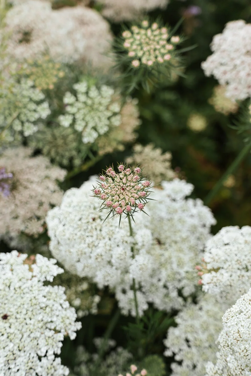 Garden-Growers_Joanne-Crawford-Photographer_Yorkshire-Leeds-3.jpg