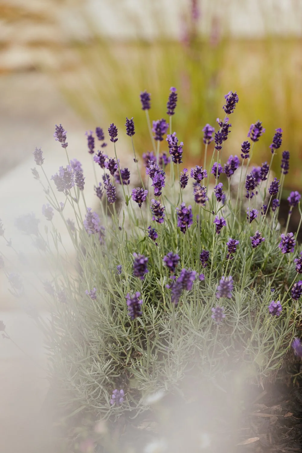 Garden-Growers_Joanne-Crawford-Photographer_Yorkshire-Leeds-19.jpg
