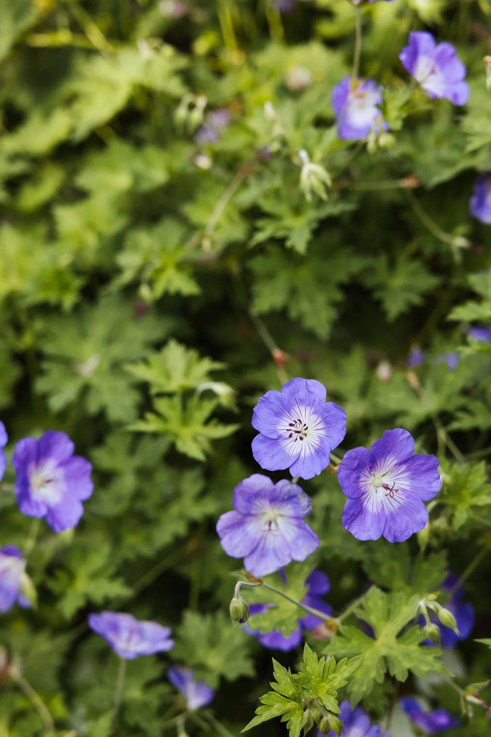 Garden-Growers_Joanne-Crawford-Photographer_Yorkshire-Leeds-27.jpg