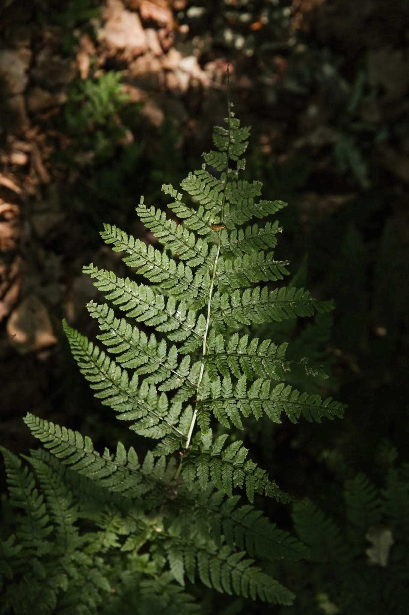 Rooted-Joanne_Crawford-1129.JPG