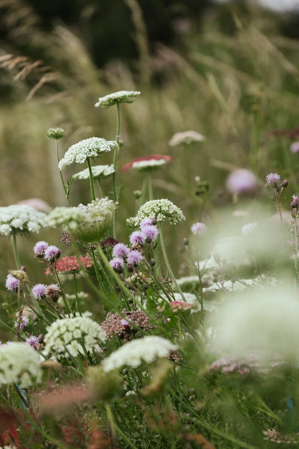 Garden-Growers_Joanne-Crawford-Photographer_Yorkshire-Leeds-1.jpg