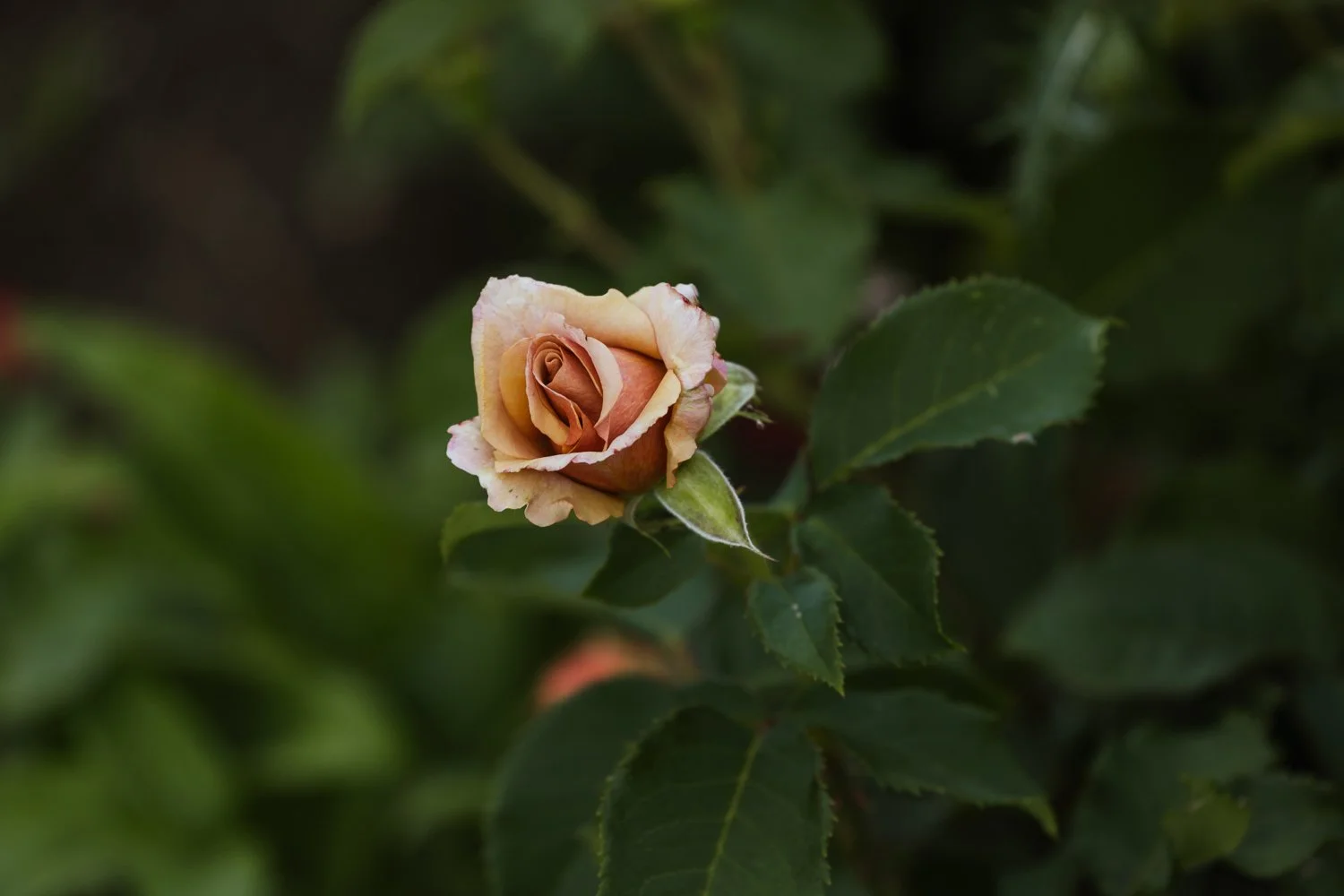 Garden-Growers_Joanne-Crawford-Photographer_Yorkshire-Leeds-11.jpg