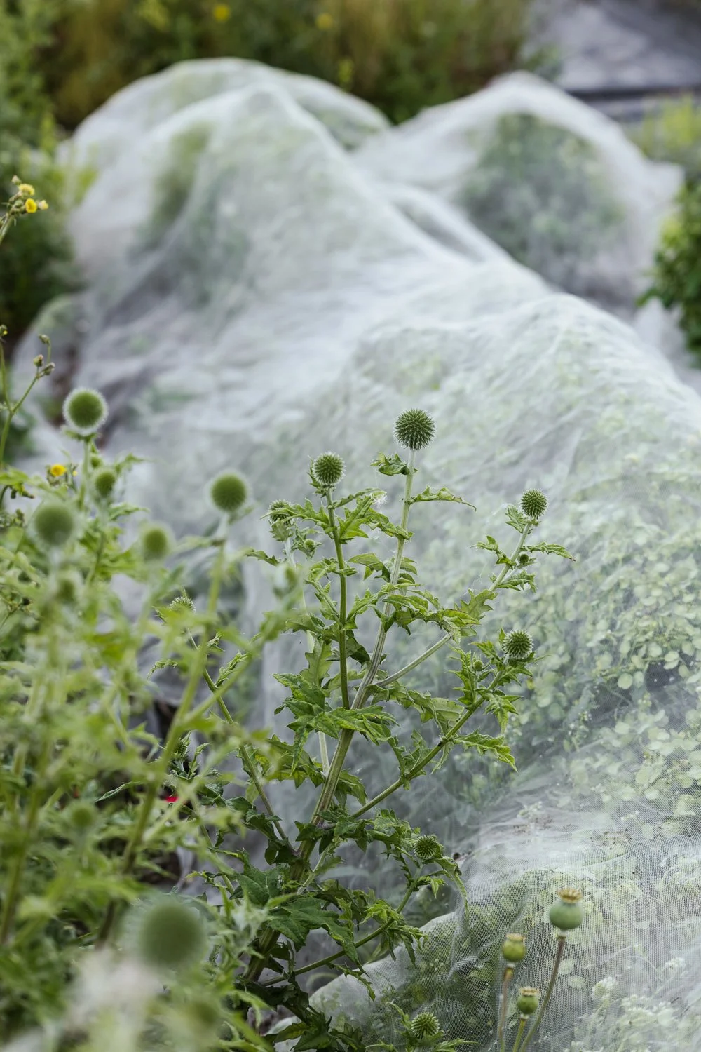 Garden-Growers_Joanne-Crawford-Photographer_Yorkshire-Leeds-10.jpg