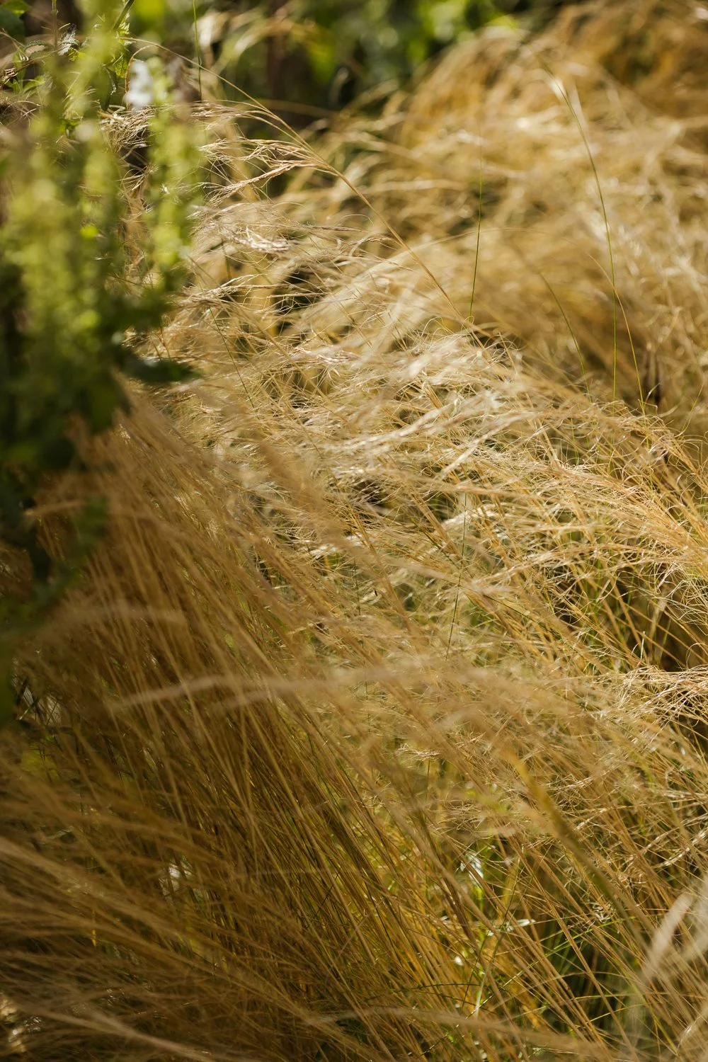 Garden-Growers_Joanne-Crawford-Photographer_Yorkshire-Leeds-48.jpg