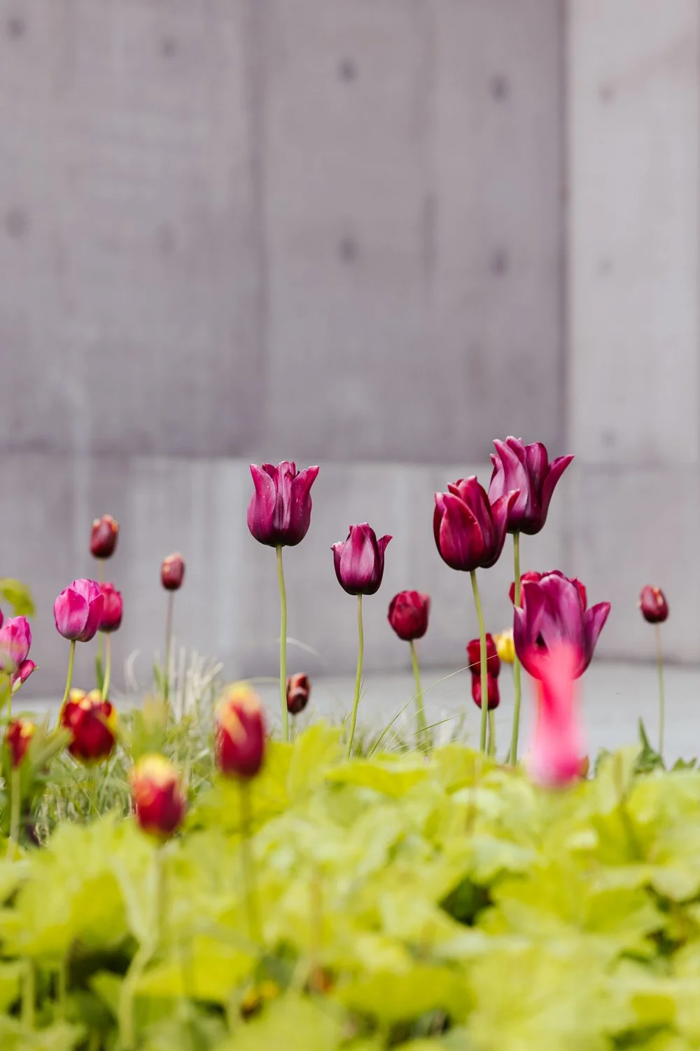 Garden-Growers_Joanne-Crawford-Photographer_Yorkshire-Leeds-44.jpg