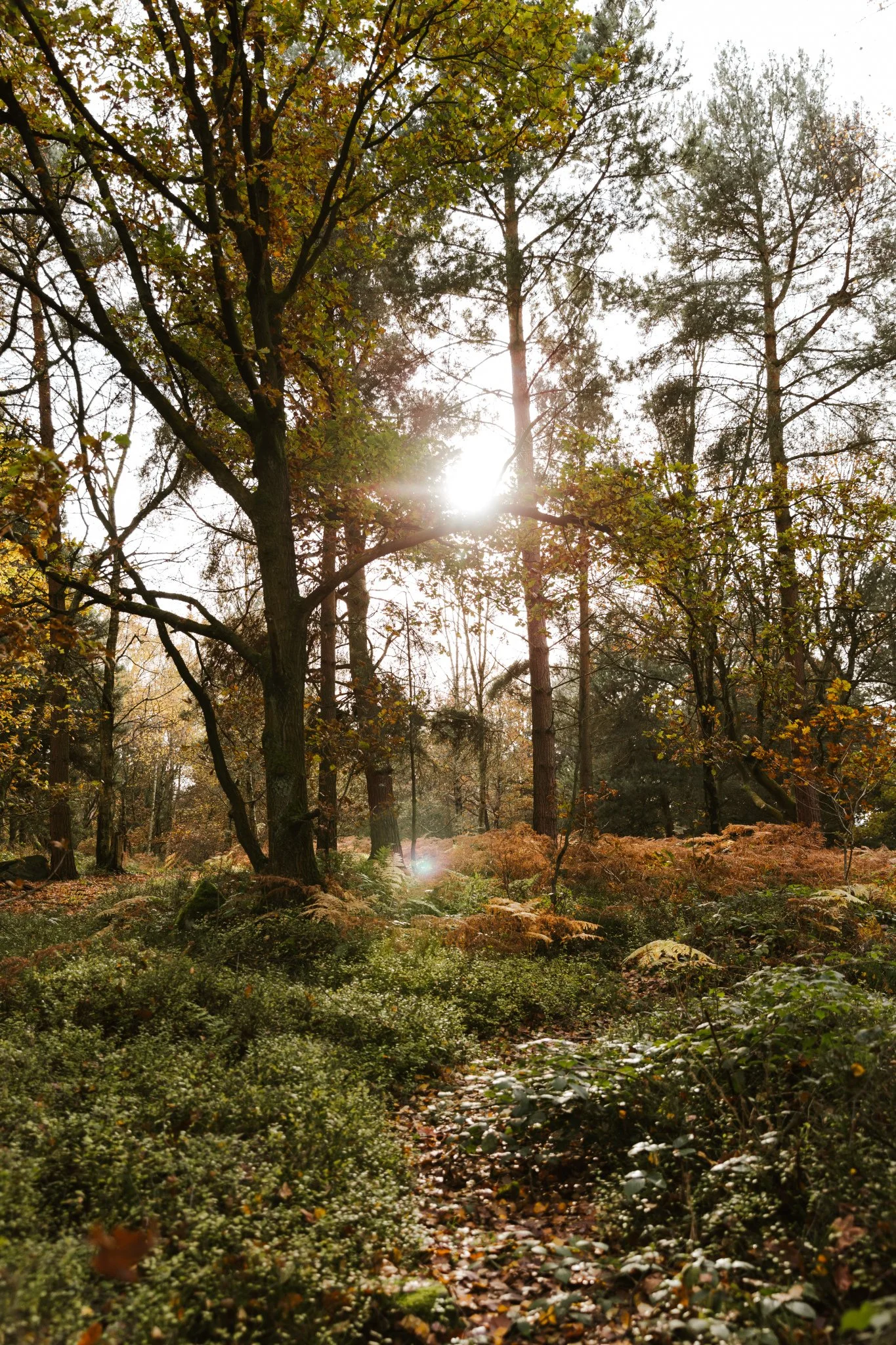 Rooted-Autumn-2019-15.JPG