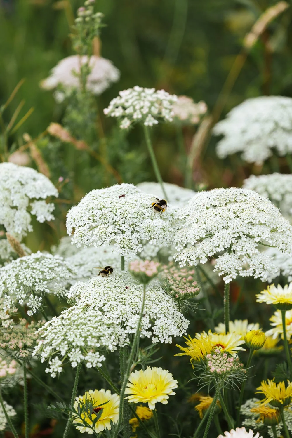 Garden-Growers_Joanne-Crawford-Photographer_Yorkshire-Leeds-2.jpg