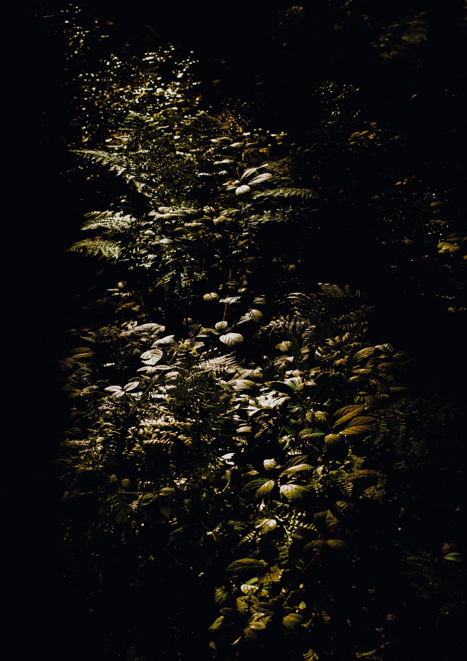 Joanne-Crawford_Landscapes10.jpg