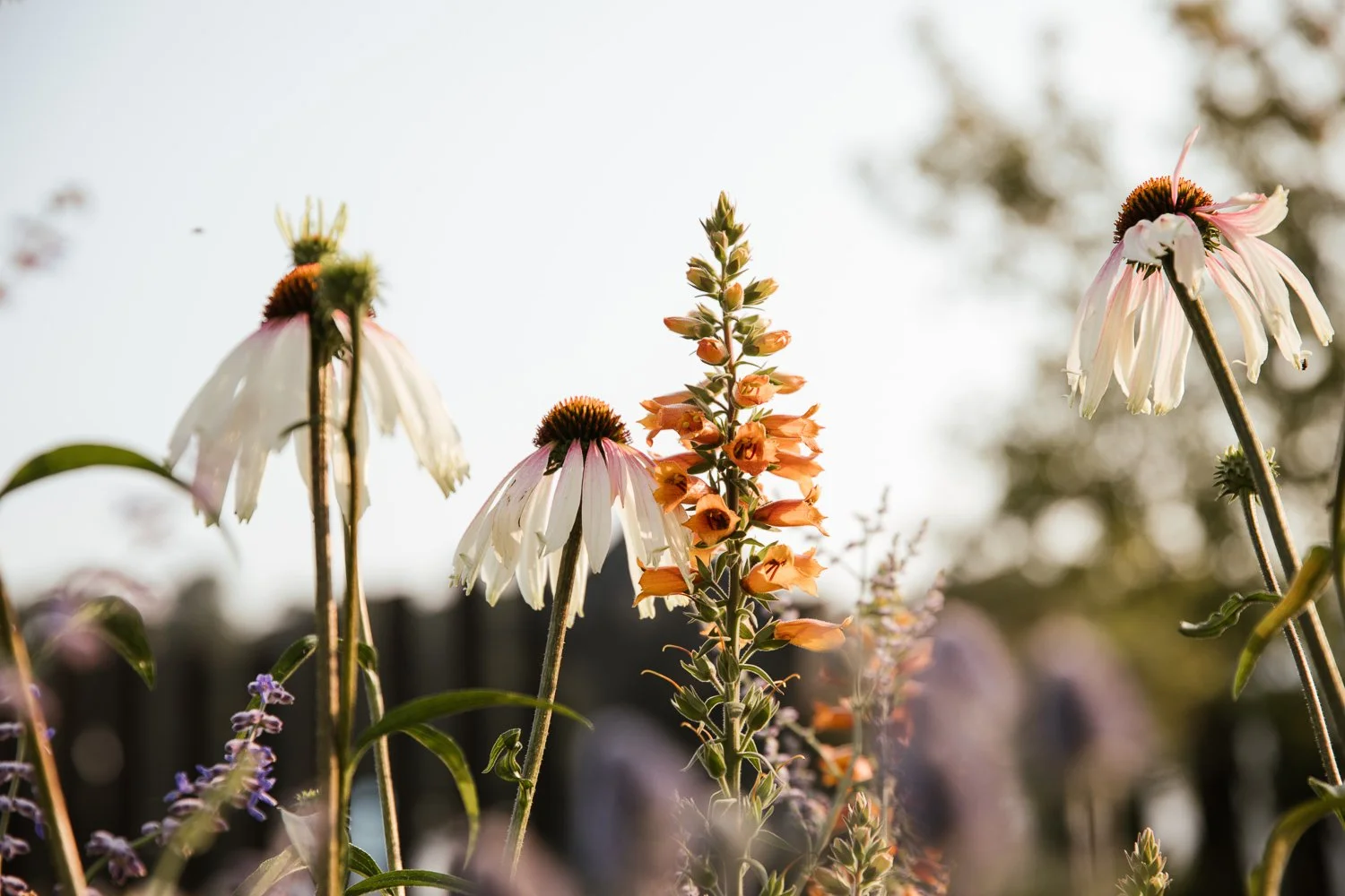 Garden-Growers_Joanne-Crawford-Photographer_Yorkshire-Leeds-52.jpg