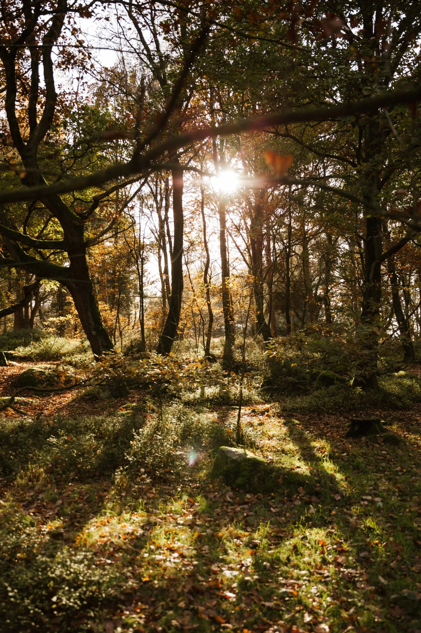 Rooted-Autumn-2019-143.JPG
