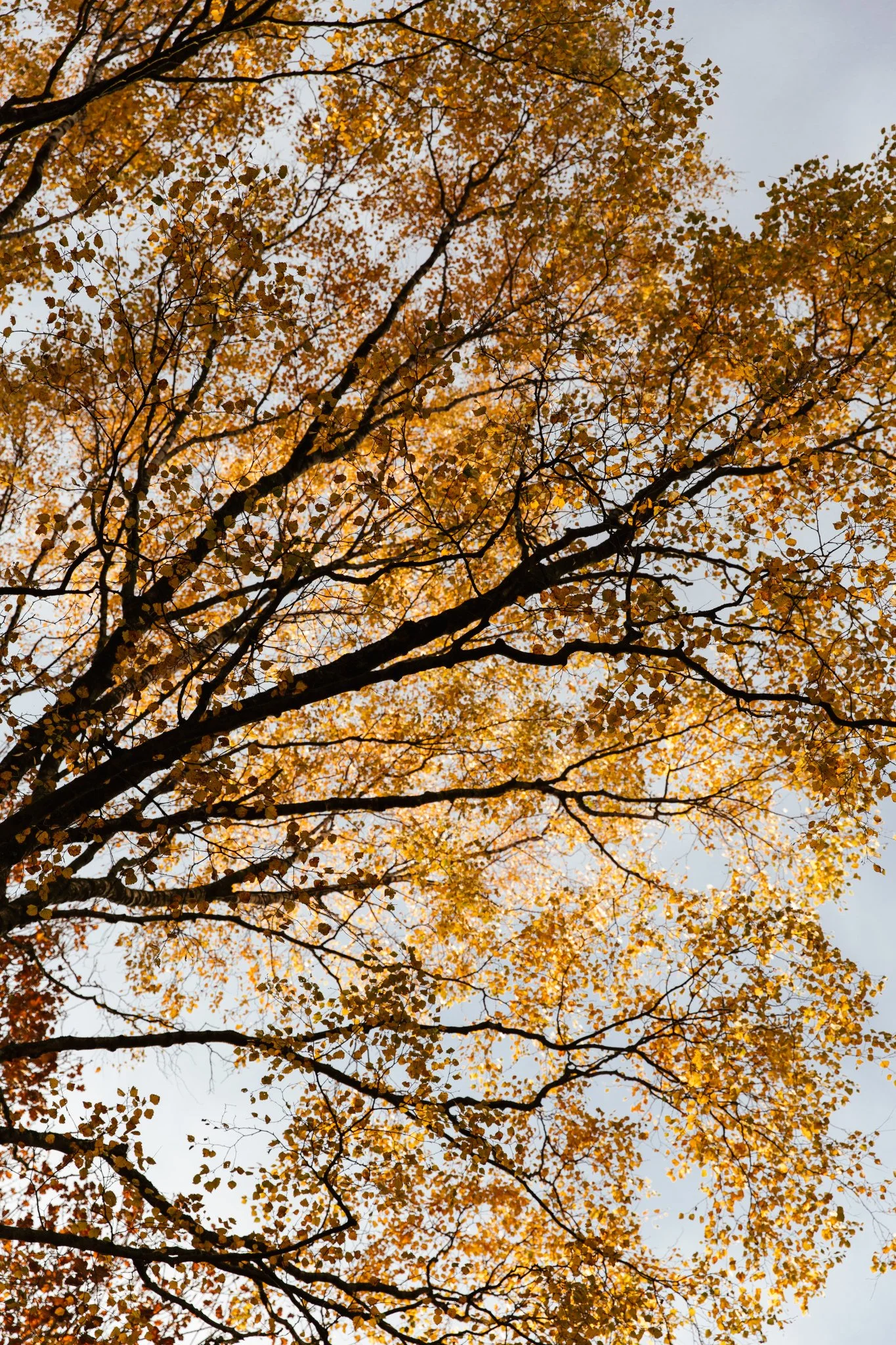 Rooted-Autumn-2019-154.JPG