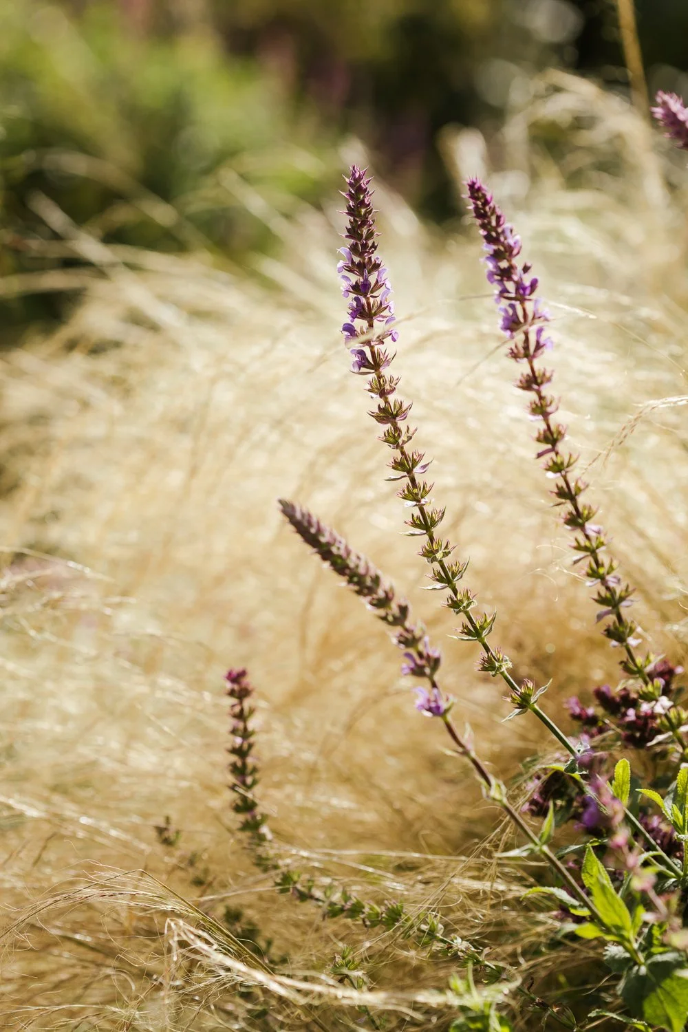 Garden-Growers_Joanne-Crawford-Photographer_Yorkshire-Leeds-49.jpg