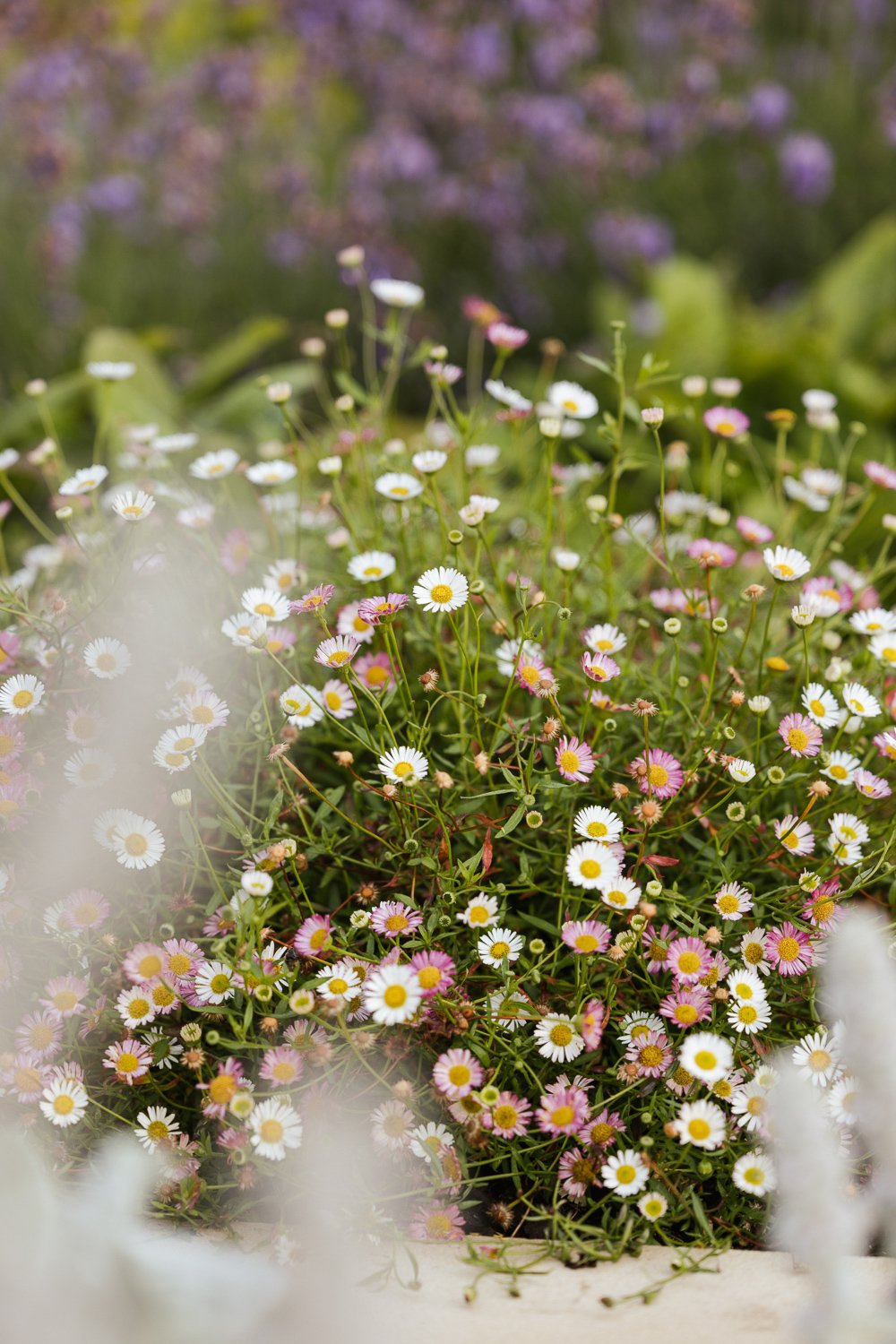 Garden-Growers_Joanne-Crawford-Photographer_Yorkshire-Leeds-20.jpg