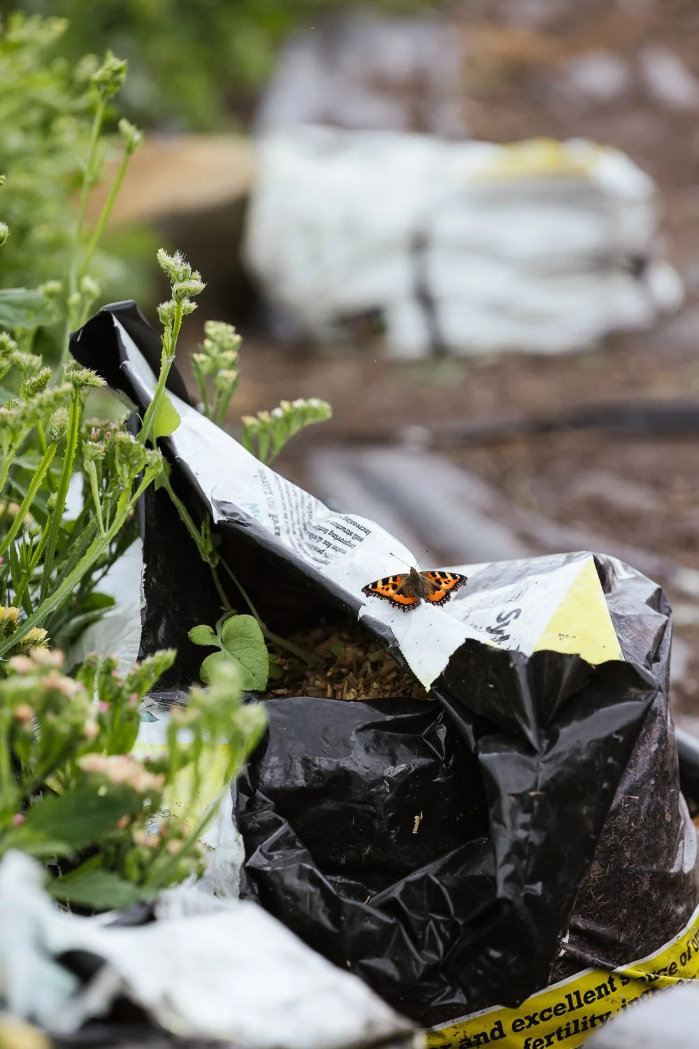 Garden-Growers_Joanne-Crawford-Photographer_Yorkshire-Leeds-14.jpg