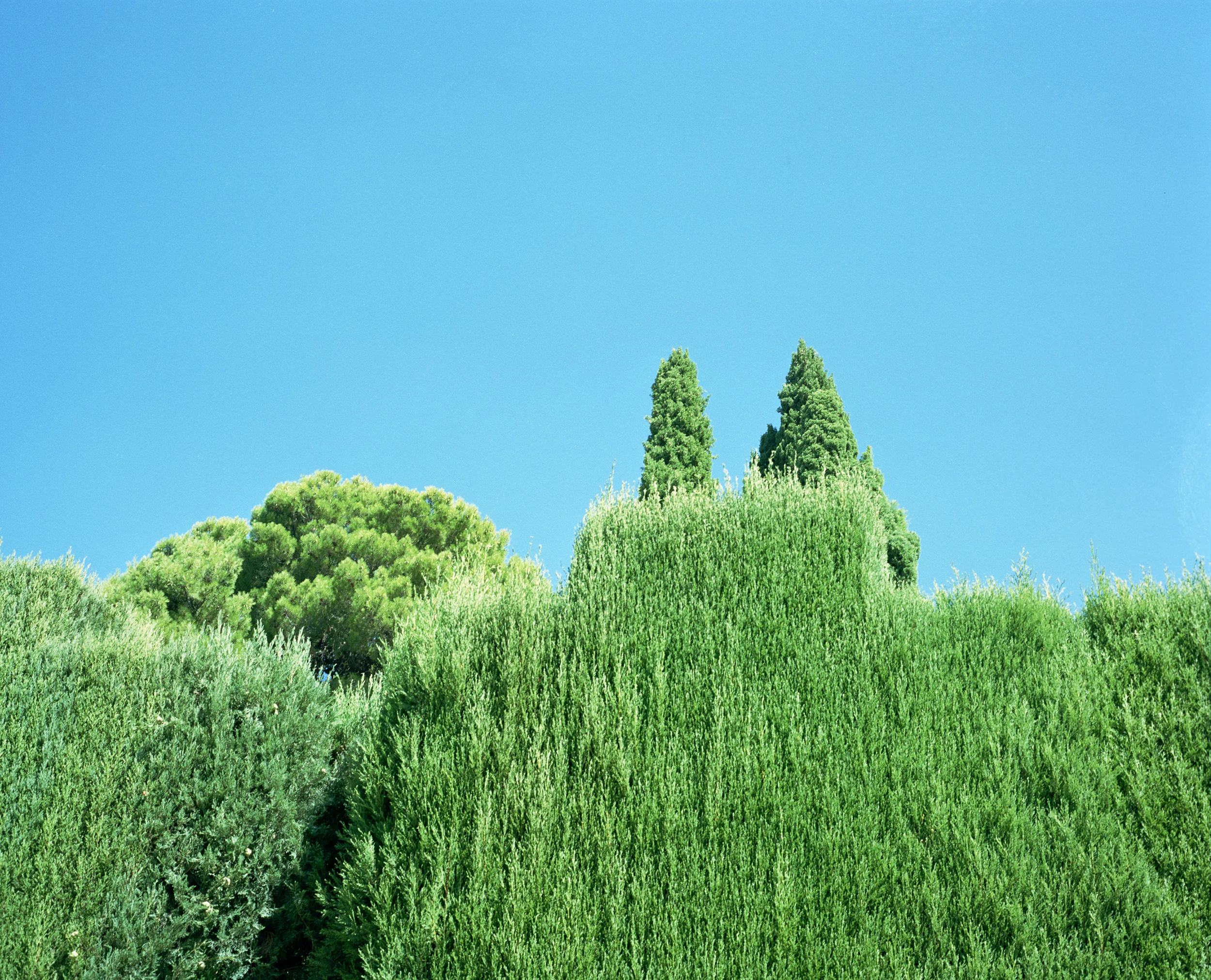 Treesandshrubs.jpg