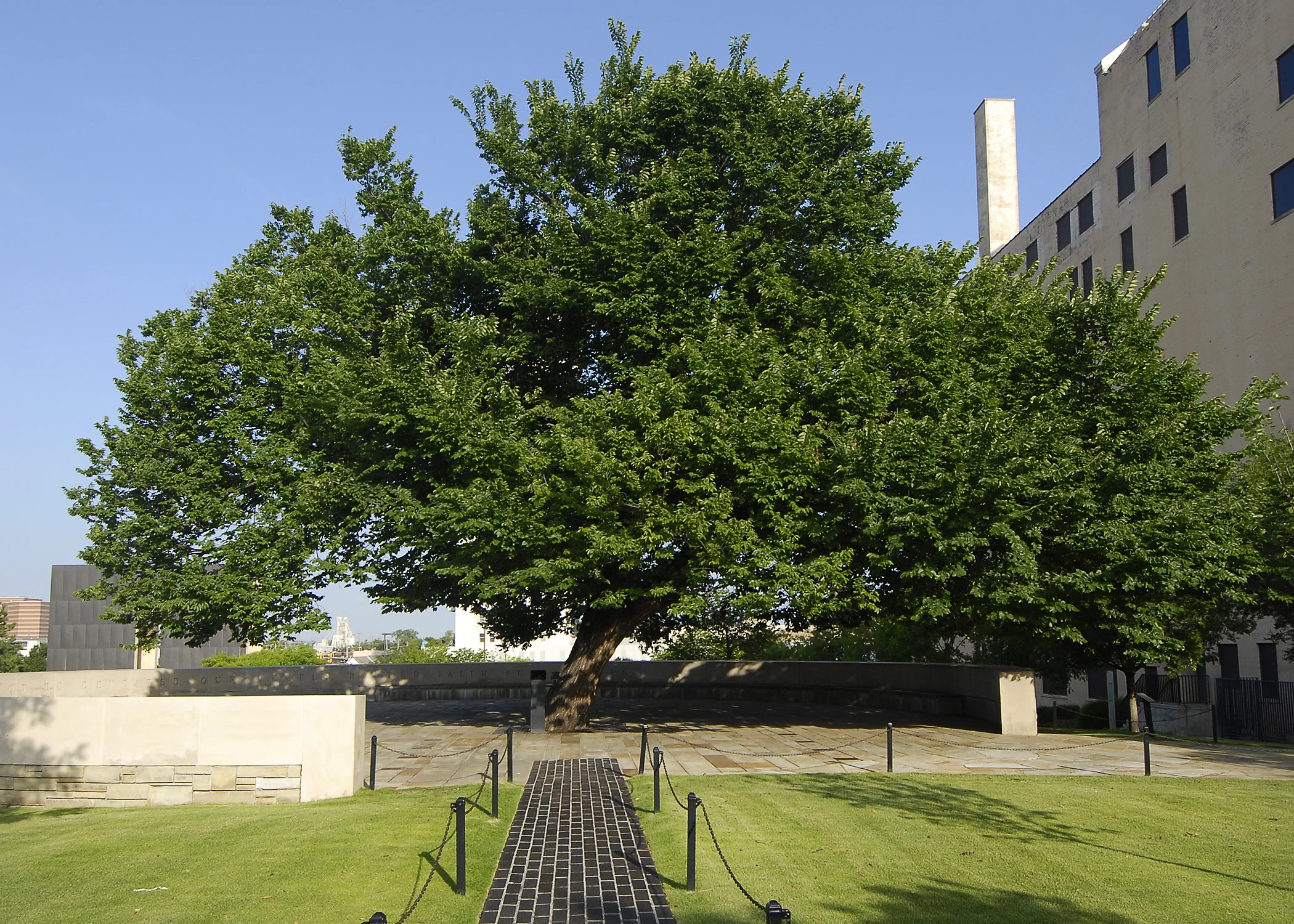 Survivor Tree, Oklahoma City. Photo courtesy of: oklahomacitynationalmemorial.org
