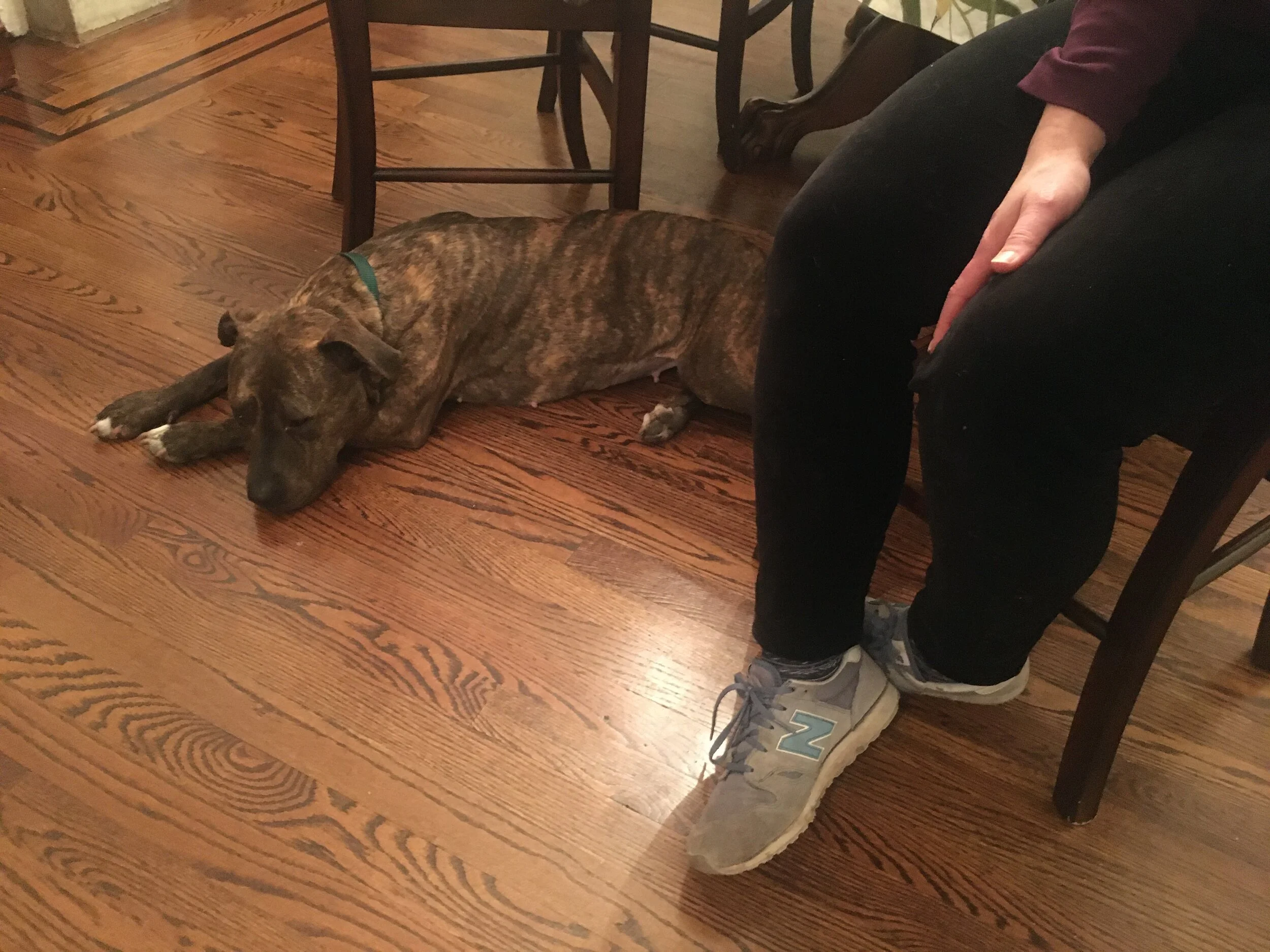 Megan can be nervous with new people and dogs. The first time I met her in person she learned to like me. We’ve been following up virtually to keep her family’s training moving forward.