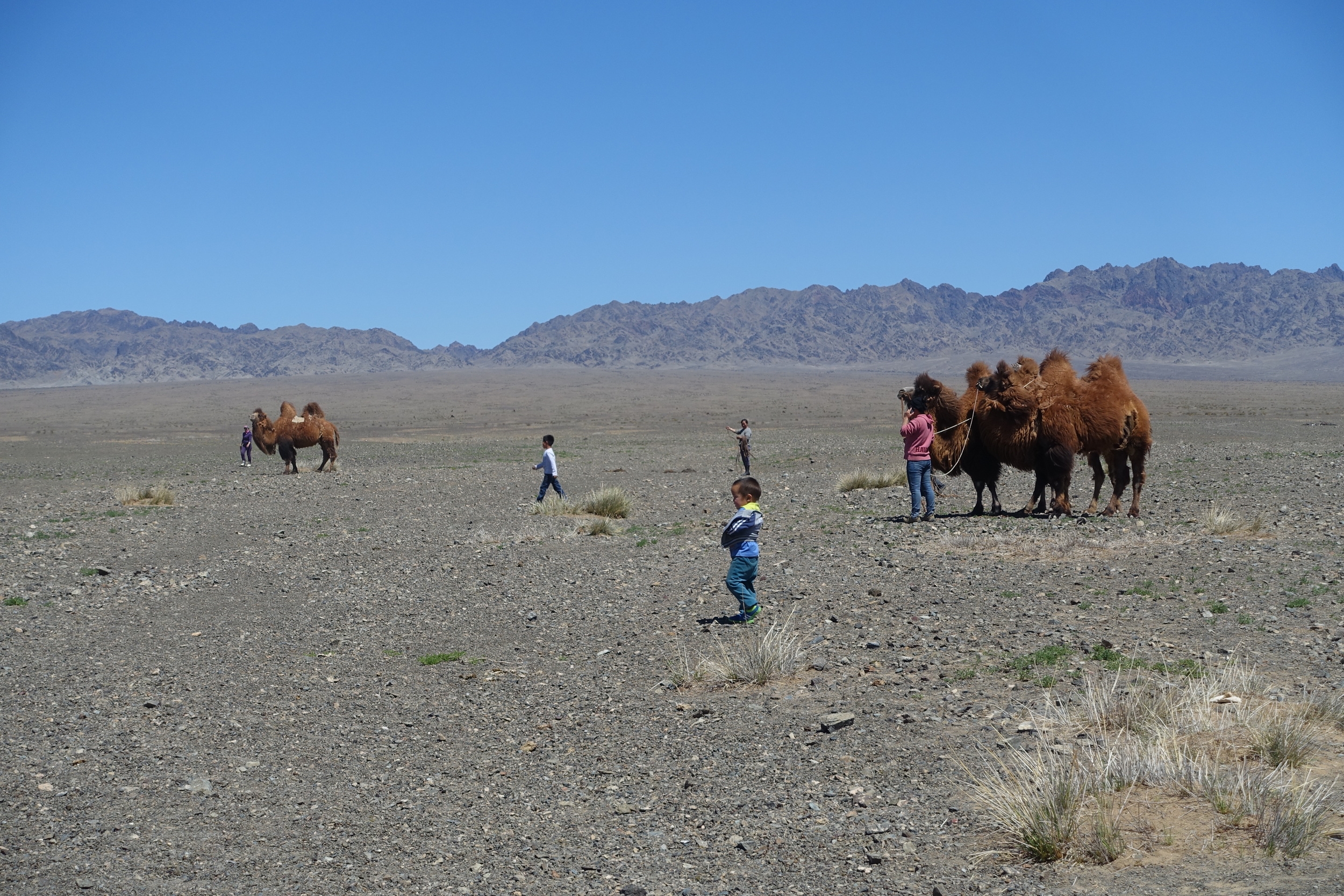  In the Gobi region, camels are used for transporting goods, but also for milk, meat and wool production. Families breeding camels also offer tourists to ride camels or participate in the shearing of wool. 