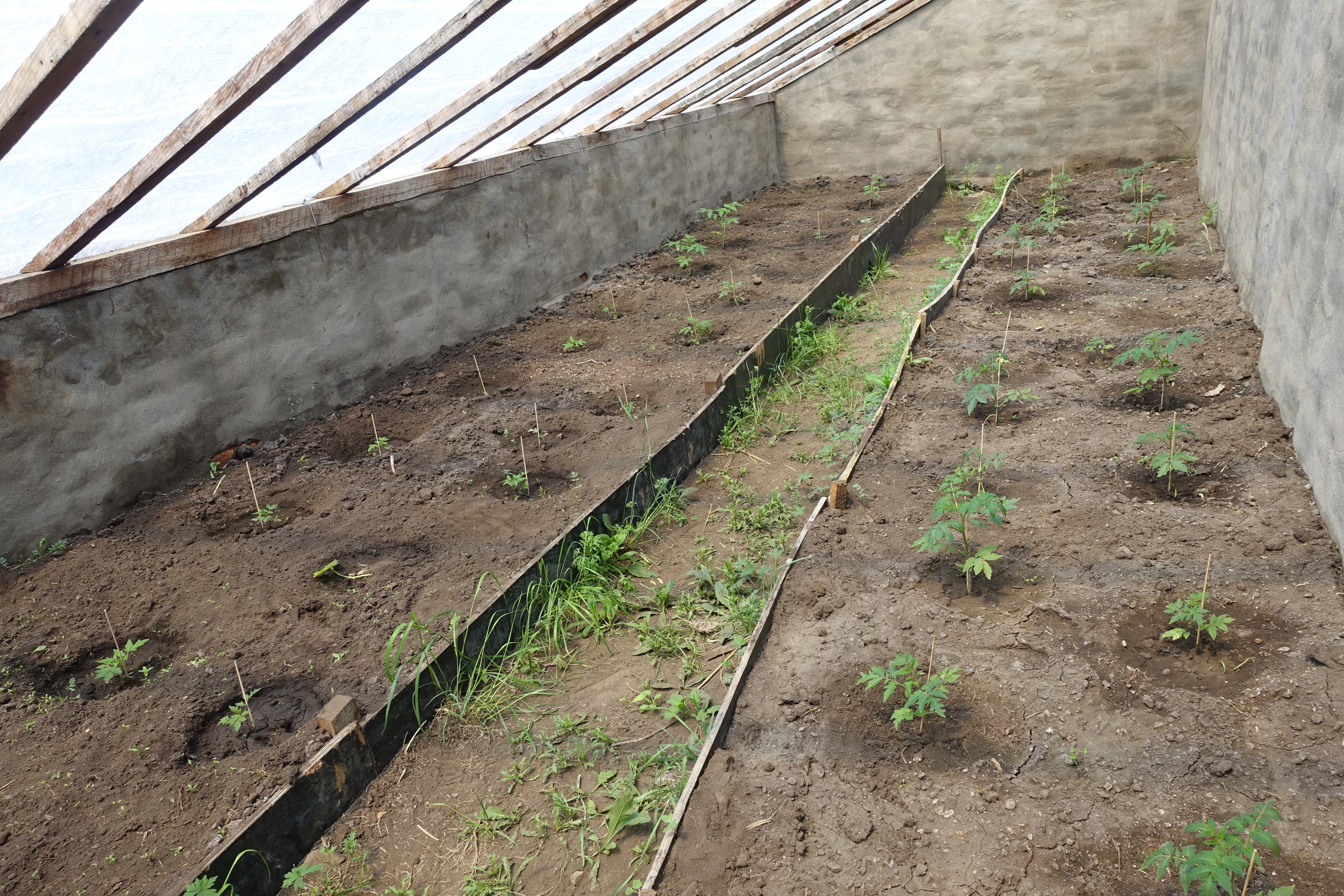 30 tomato patches in the newly renovated greenhouse